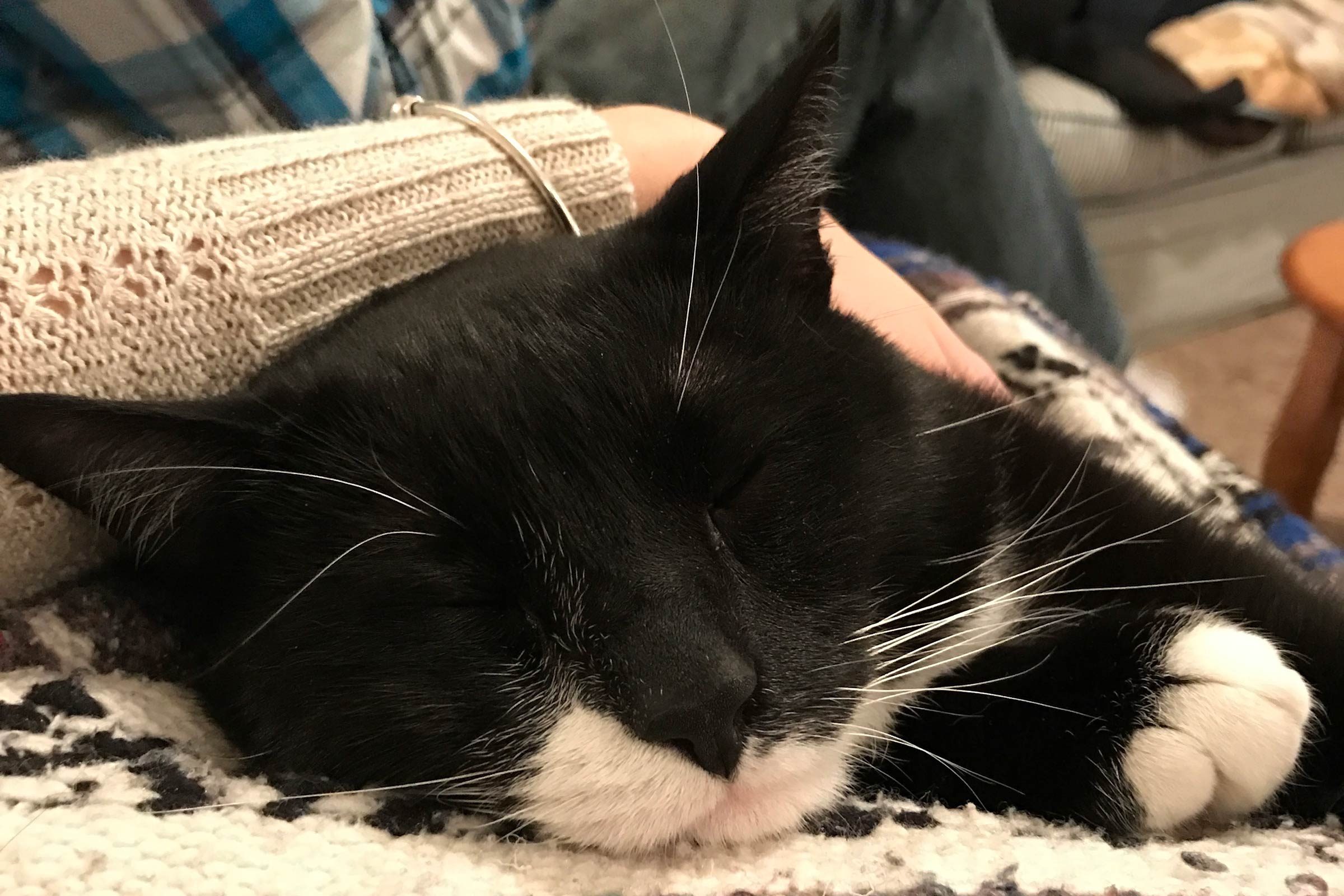 sleeping cat