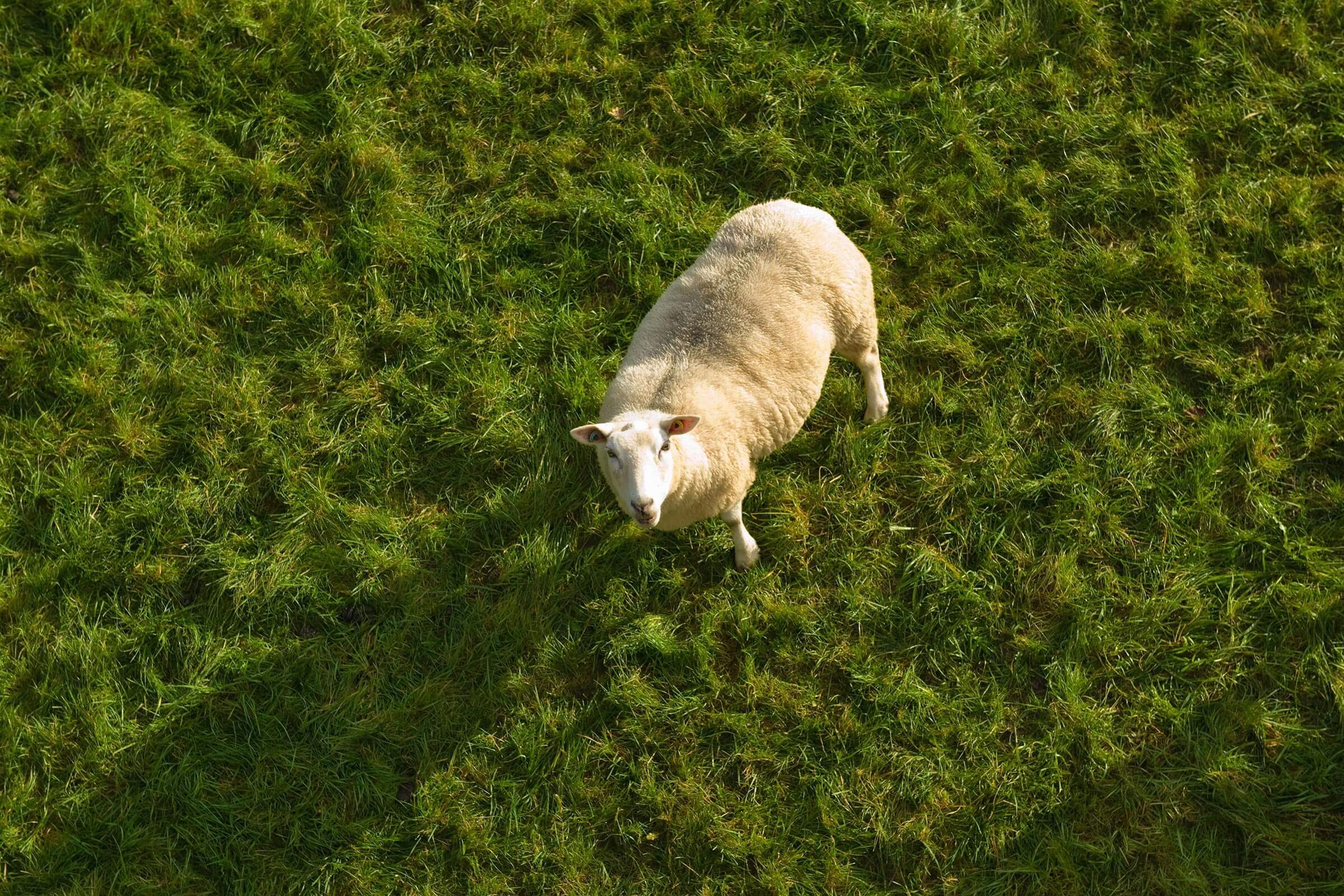 sheep