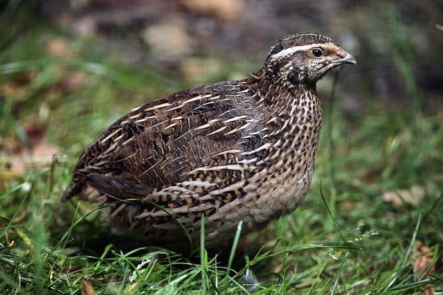 Quails