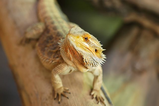 Bearded-dragon