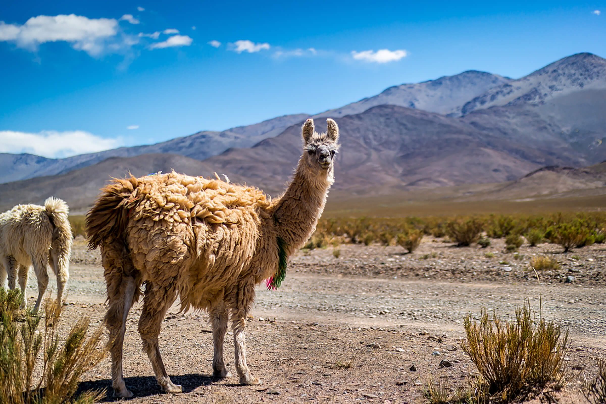 Llama