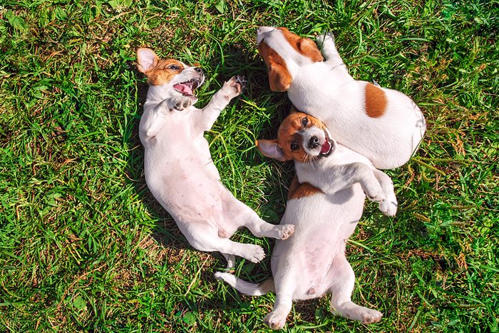 three cute puppies roll in the grass