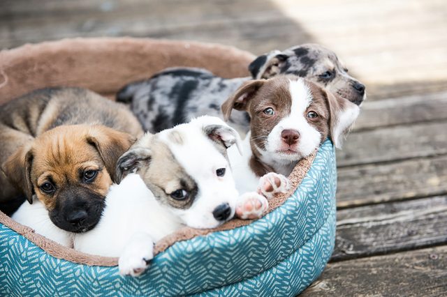 Puppies_window washer stories