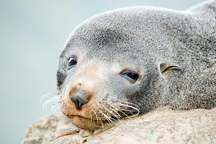 Seal
