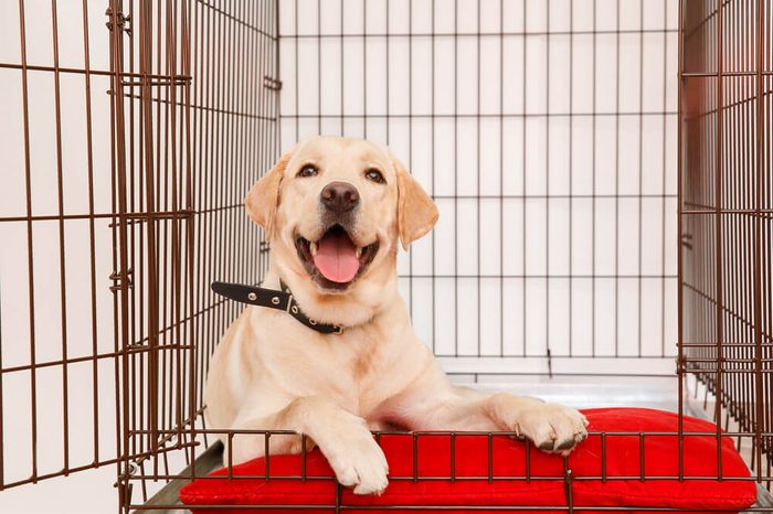 Dog in cage. Isolated background. Happy labrador lies in an iron box