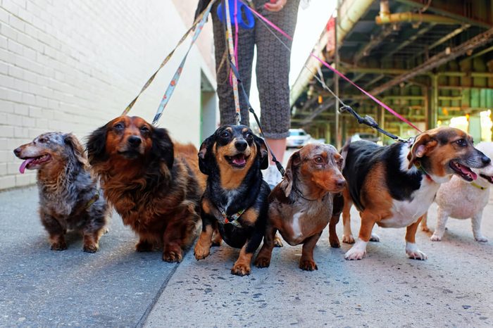 Walking the pack/array of dogs, most dachshunds, being walked by single person in the background on city sidewalk