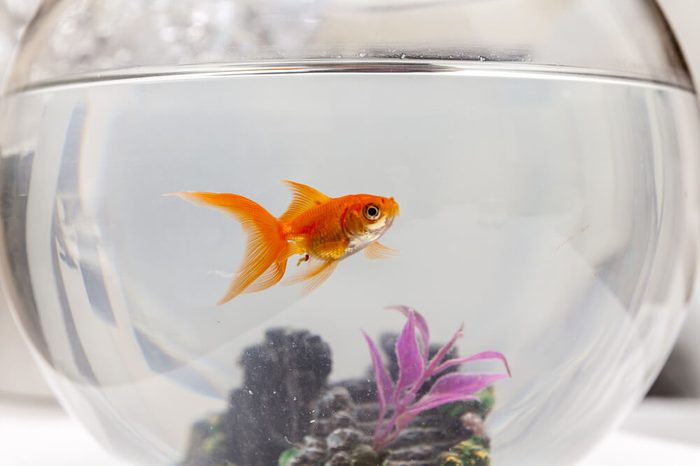 Goldfish in an aquarium, close up