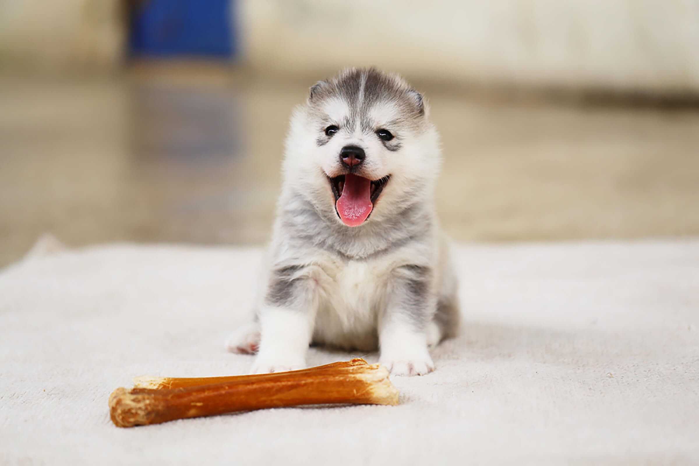 adorable fluffy puppy