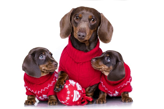 dog and two puppies wearing adorable red sweaters