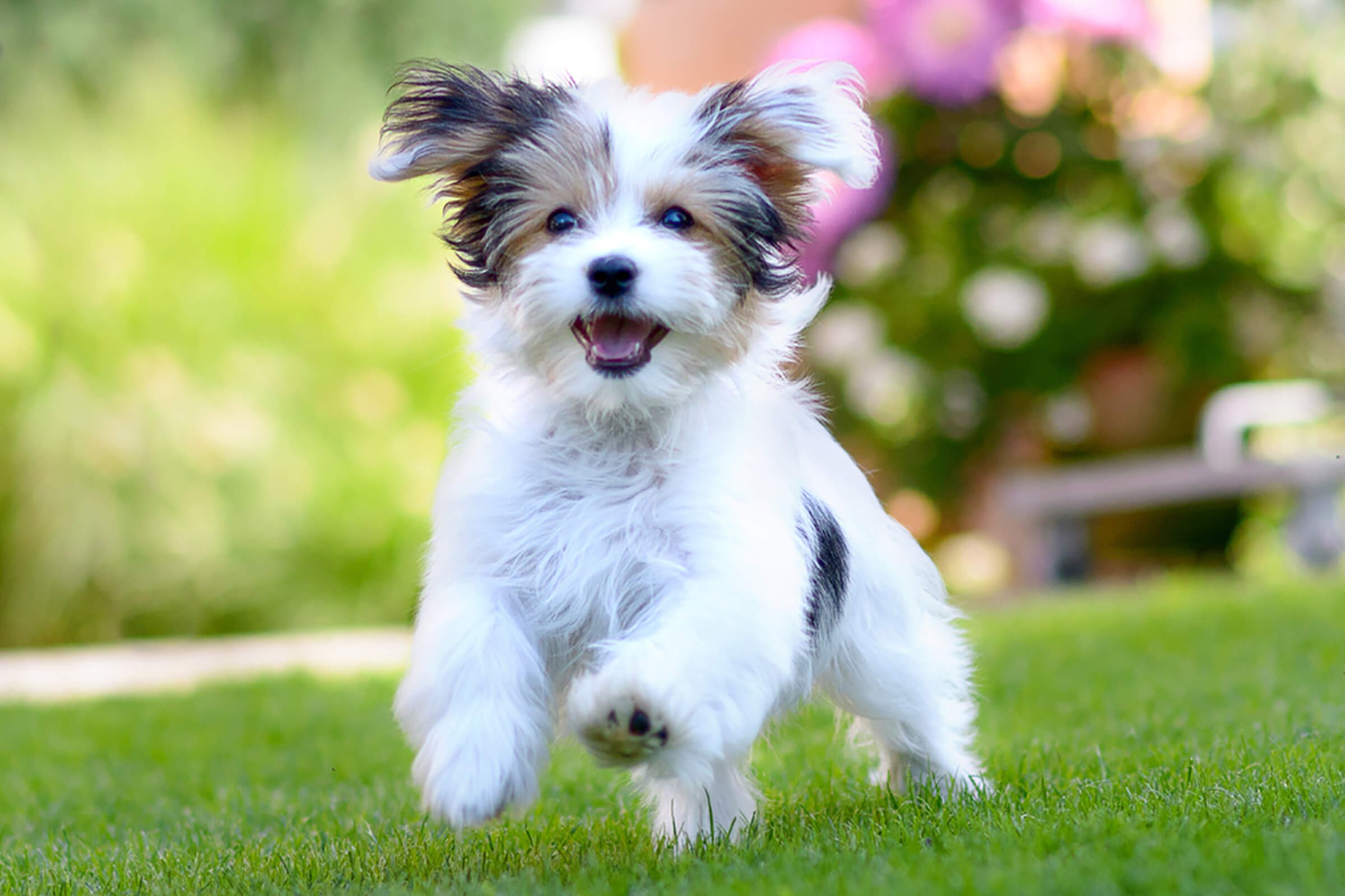 puppy runs 