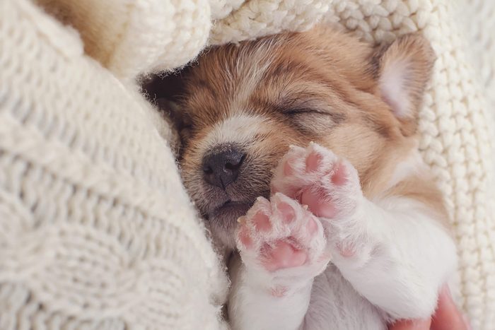 tiny puppy sleeps with his paws in the air