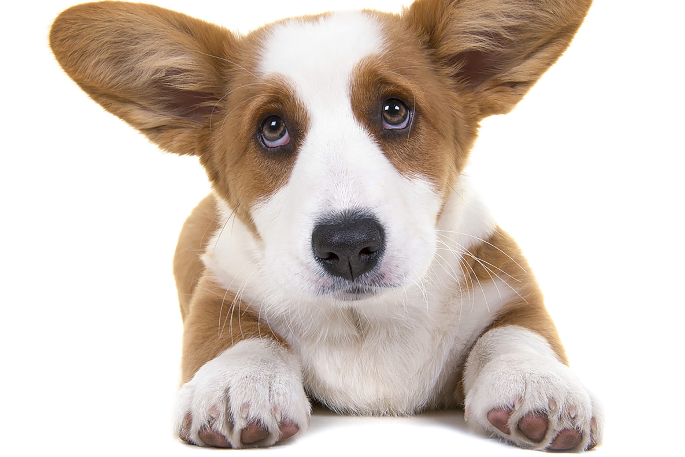 adorable puppy