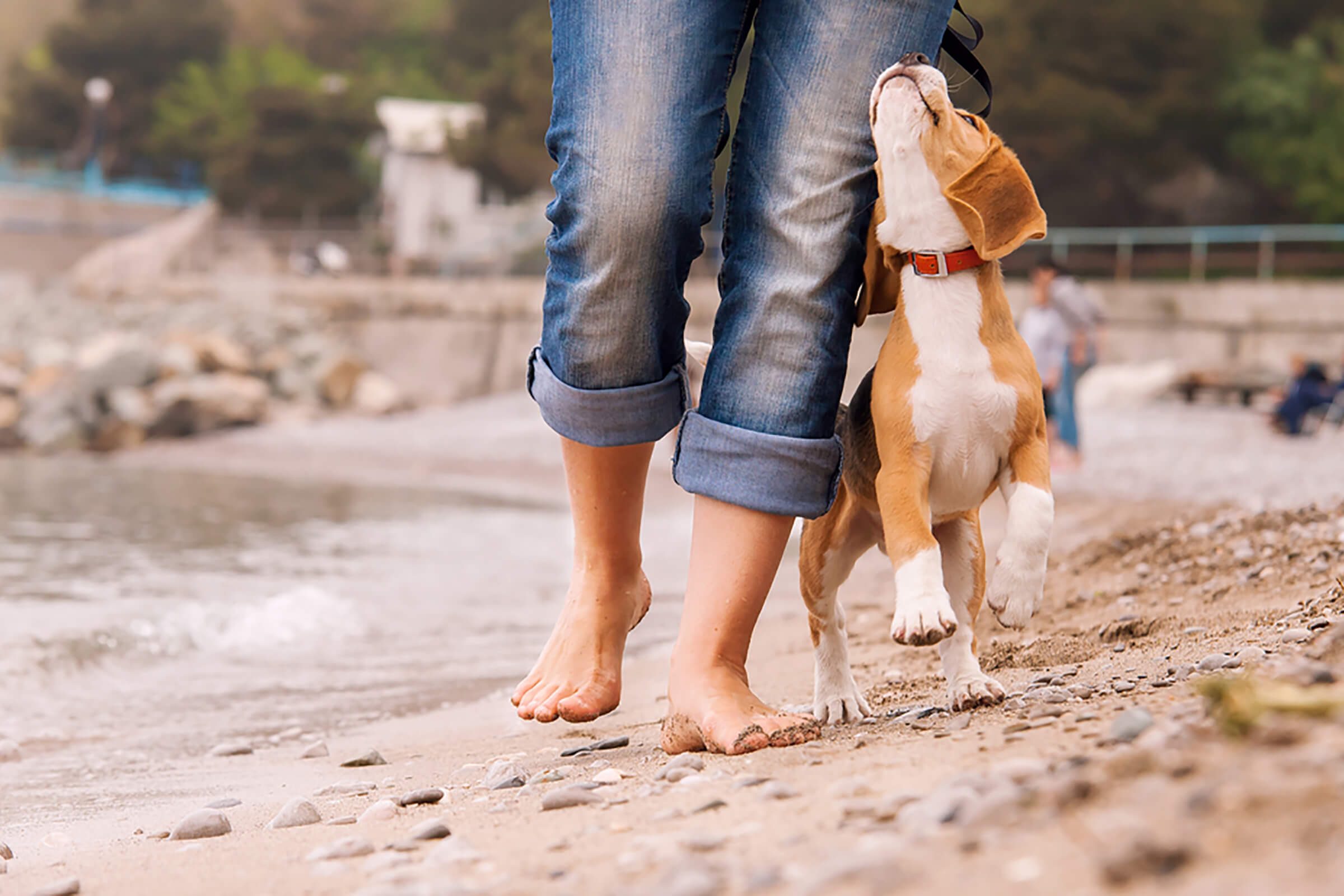 adorable puppy on the beach