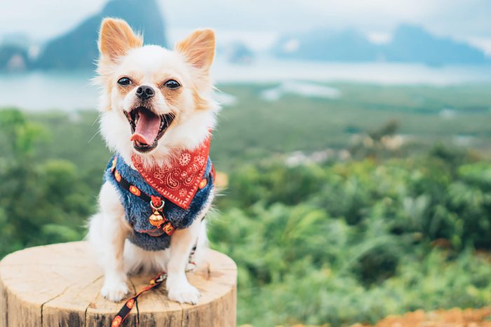 cute puppy wearing bandana