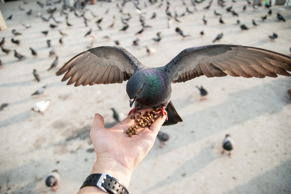 Yong man feed pigeons on Bangkok street