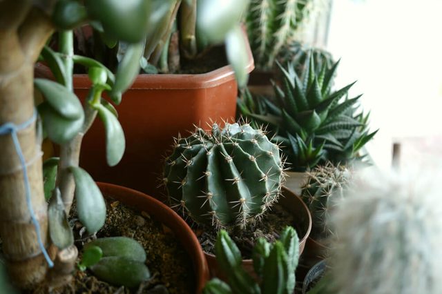 Photo of various green cactus and succulent plants in pots on a windowsill. Decorative indoor plants photo.