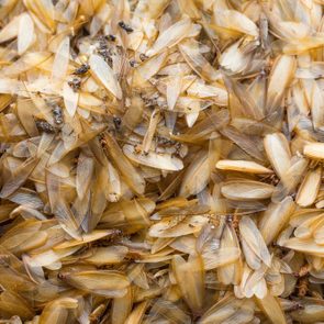 many of brown winged termite (alates) on ground.