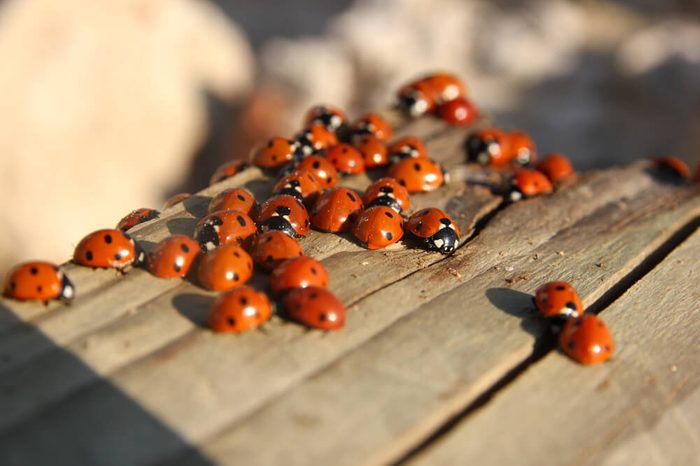 A lot of ladybirds catching the last sunlight of the sunny day.
