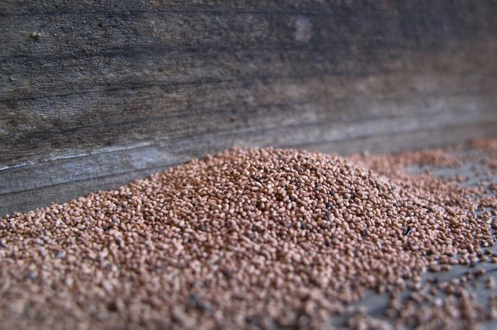 A pile of termite frass pellets on redwood boards