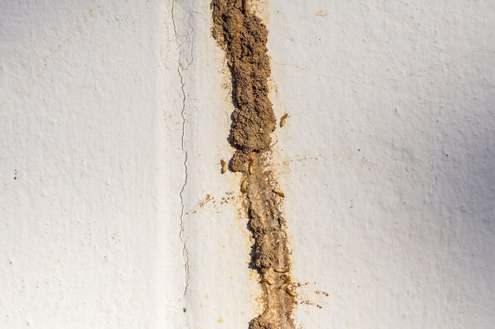 Termite making their route or Mud tunnel