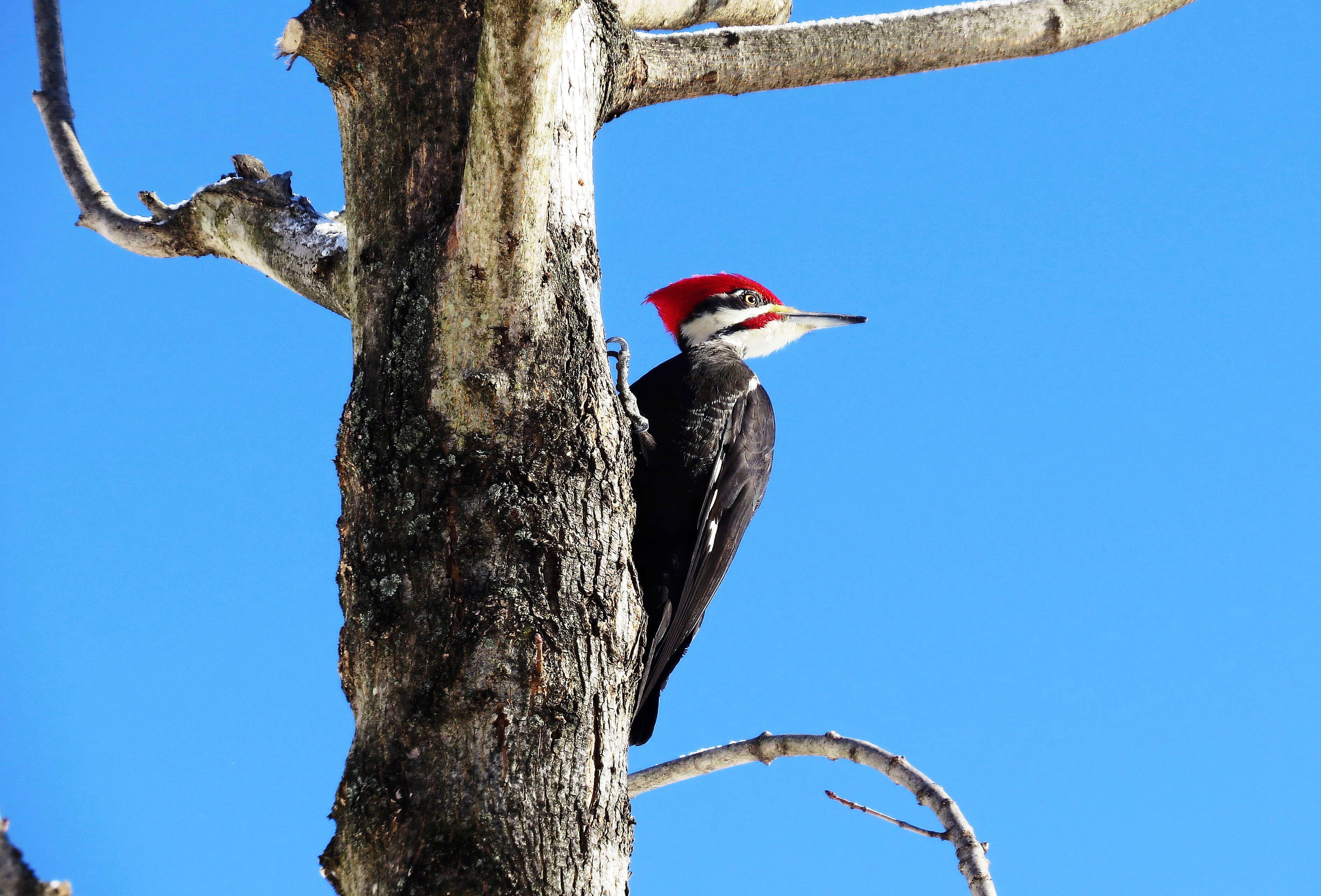 woodpecker