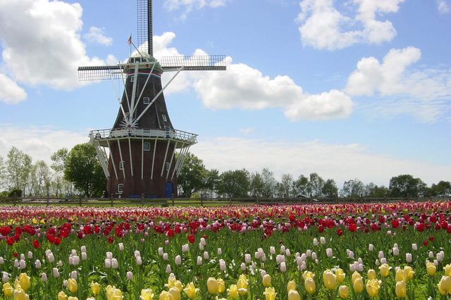 Tulip Time Festival