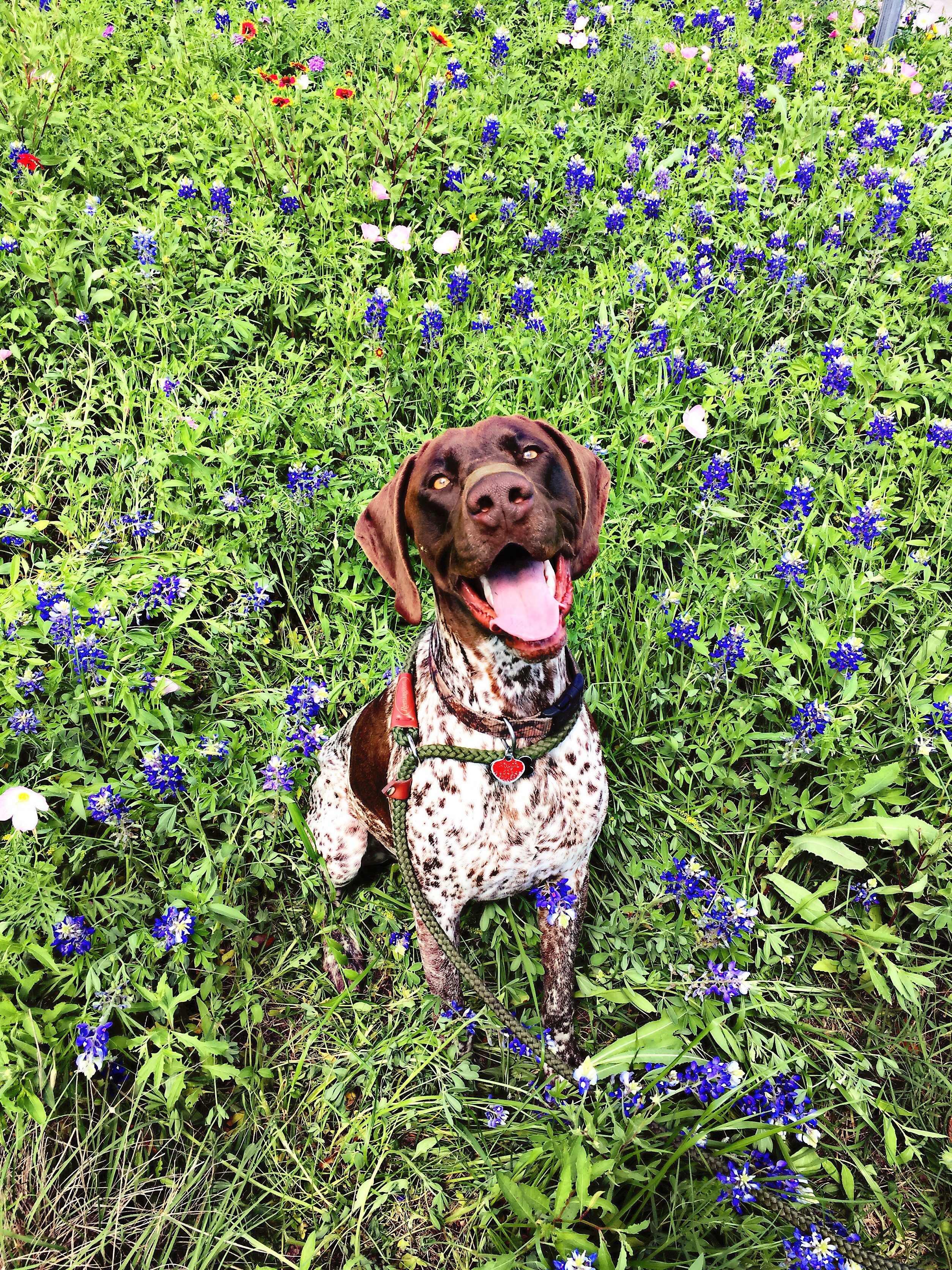 dog in field