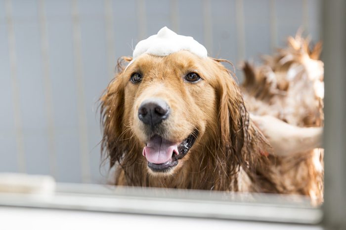 The golden retriever taking a bath