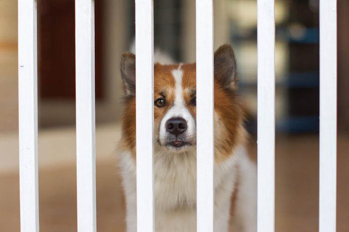 dogs behind metal fence