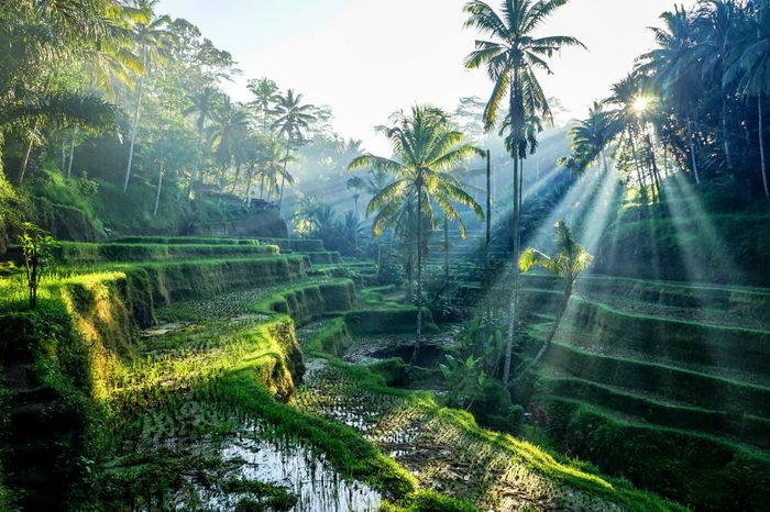 Rice TerracesBali