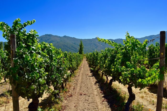 Vineyard in Colchagua Valley, Chile