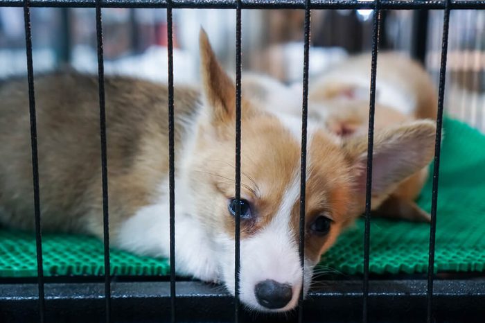 puppy dog In the pet marketWait for the buyer to bring it.