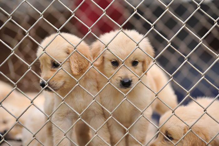 lonely dog in cage