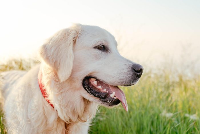 labrador retriever dog walking in park