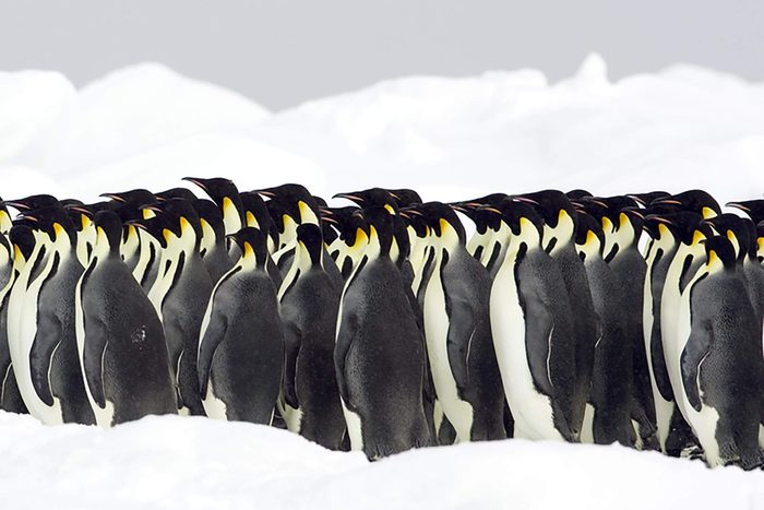 Emperor penguins, the Antarctic.