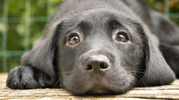 A beautiful little kid is a black labrador (dog), sits, on a green background. Concept: parodist dogs, pedigree dogs, dog friend of man, animal love, true friends, rescuers, good scent, loving friends