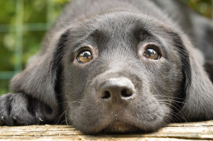 A beautiful little kid is a black labrador (dog), sits, on a green background. Concept: parodist dogs, pedigree dogs, dog friend of man, animal love, true friends, rescuers, good scent, loving friends