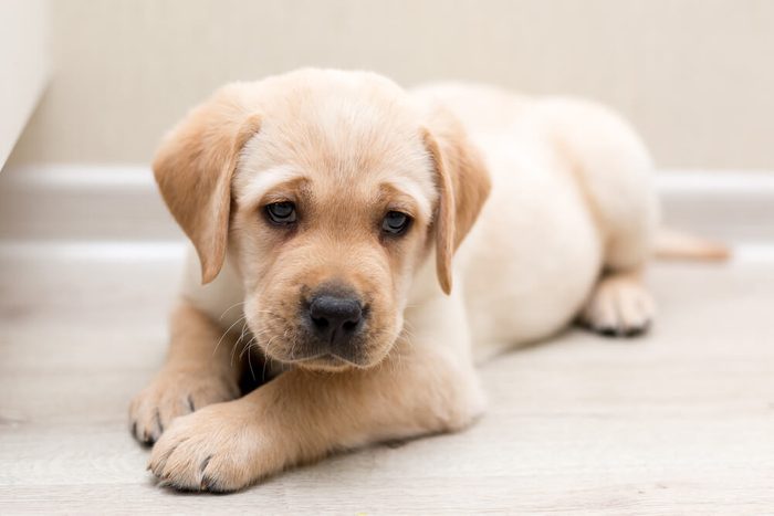 Labrador Retriever Pale Colors