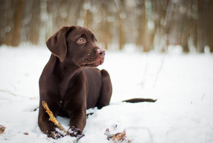 Labrador retriever