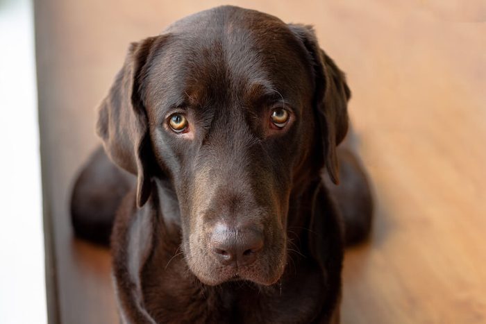 Chocolate Labrador Retriever