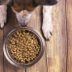 Why Your Petâ€™s Food Bowl Could Be Making You Sick