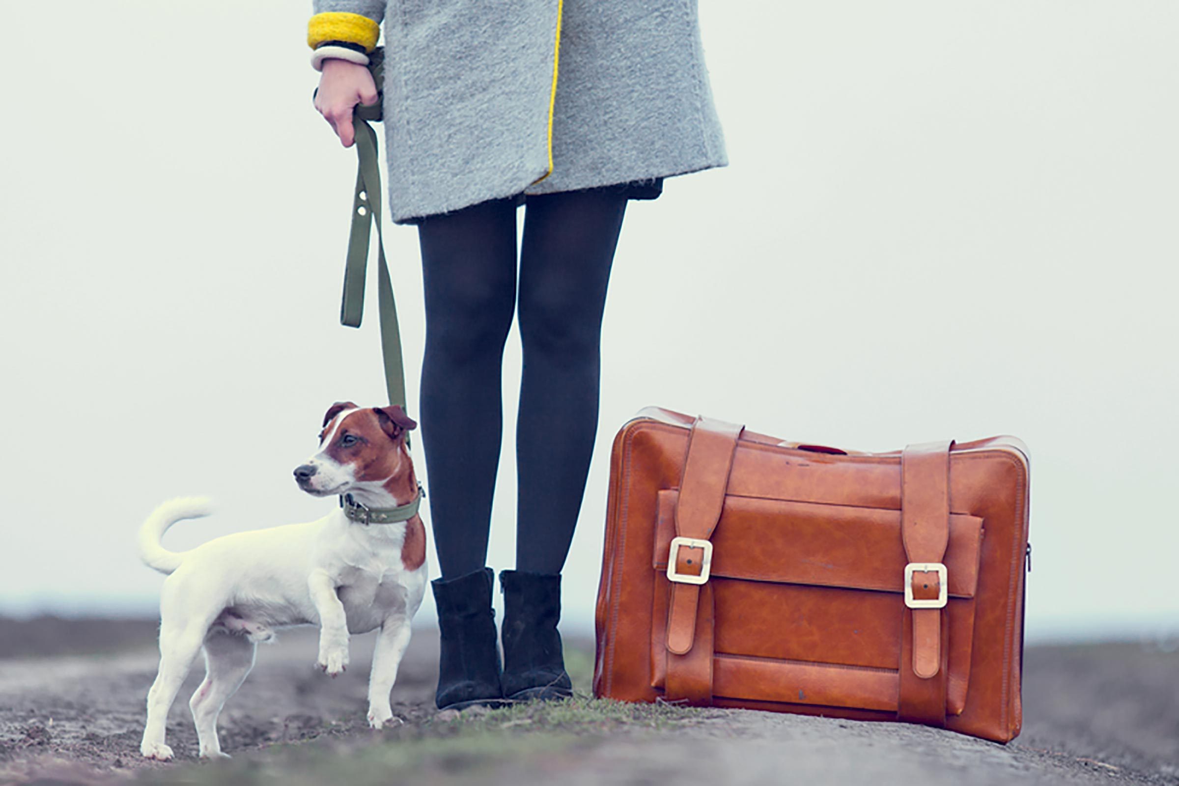 young beautiful woman with suitcase and dog standing on the road