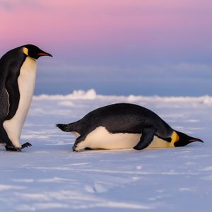 Cute Emperor penguins, one standing one sliding on belly