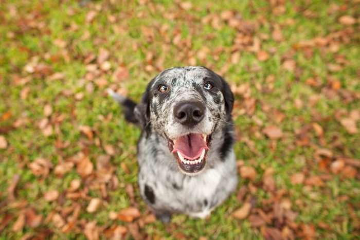 Happy Black and White Dog Looking at Camera