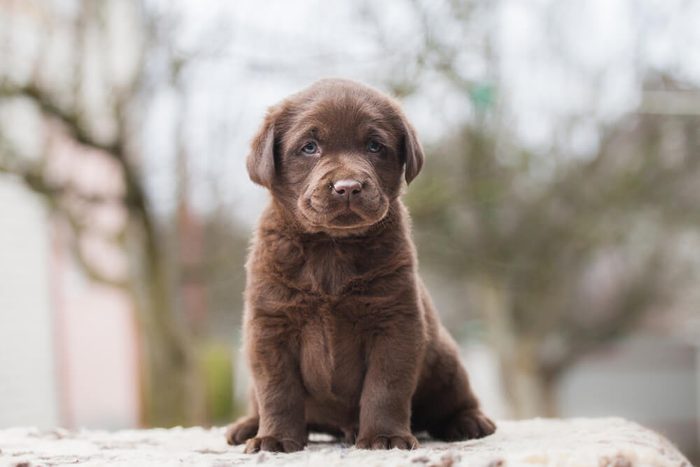 Labrador puppy cute