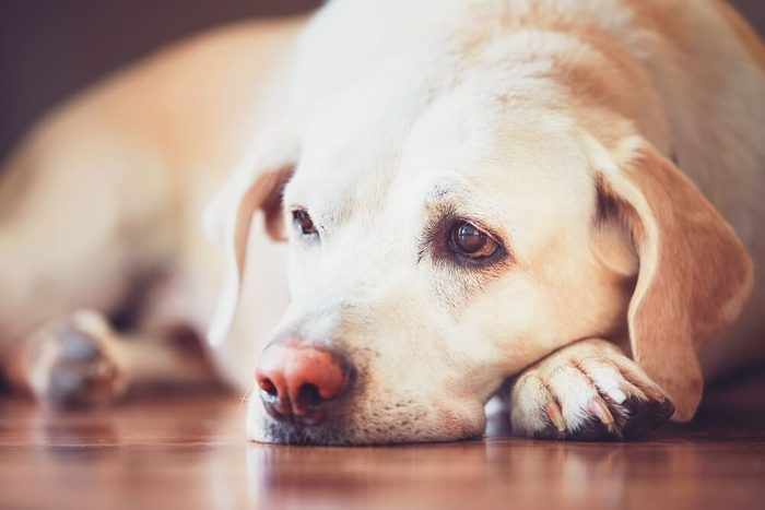 Sad look of the old dog. Sick (or tired) labrador retriever lying on wooden floor at home.