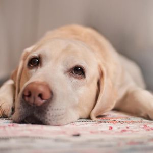 The dog is lying on the carpet