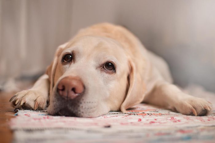 The dog is lying on the carpet