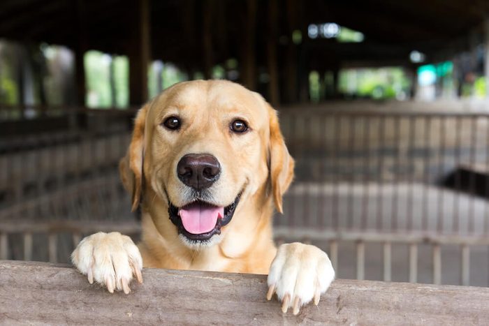Brown dog stood and wait over the cage