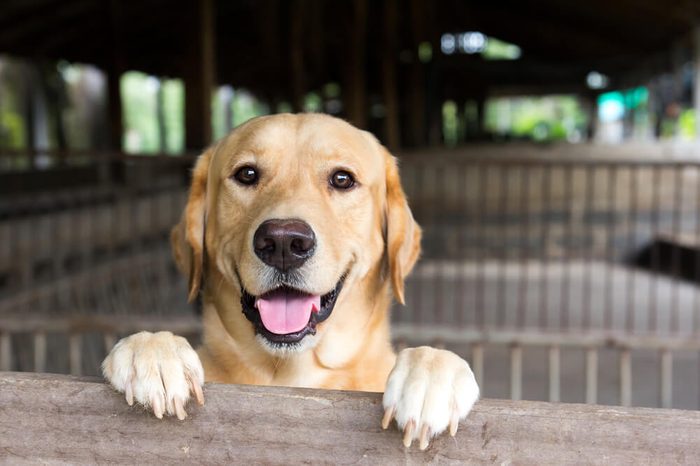 Brown dog stood and wait over the cage 